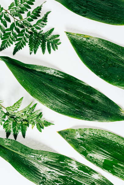 白の背景上の水滴と分類された緑の葉フラット レイアウト - 写真・画像