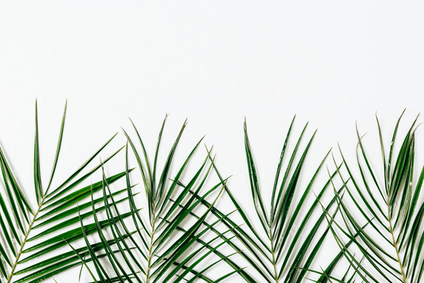 top view of green palm leaves arranged on white backdrop - Photo, Image