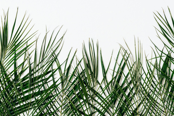 flat lay with green palm leaves arranged on white backdrop - Photo, Image