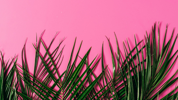 top view of exotic palm leaves arranged on pink background - Photo, Image