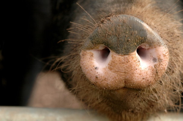 Hocico de cerdo
 - Foto, imagen