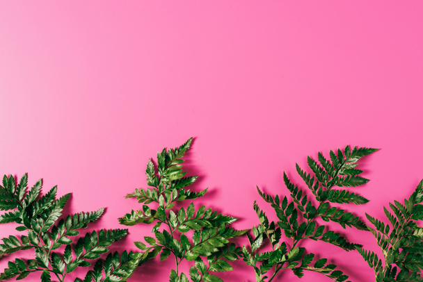 top view of green fern plants on pink backdrop - Φωτογραφία, εικόνα