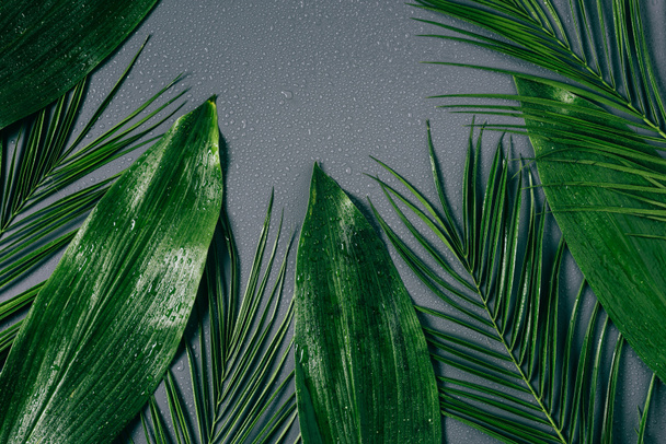 plano con surtido de follaje verde con gotas de agua sobre fondo gris
 - Foto, Imagen