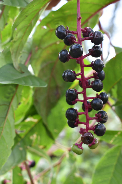 ripe poke weed berries hanging down - Photo, Image