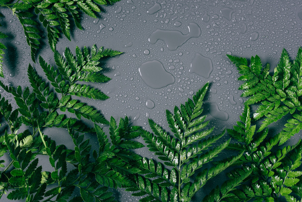 flache Lage mit Anordnung grüner Farnpflanzen mit Wassertropfen auf grauem Hintergrund - Foto, Bild