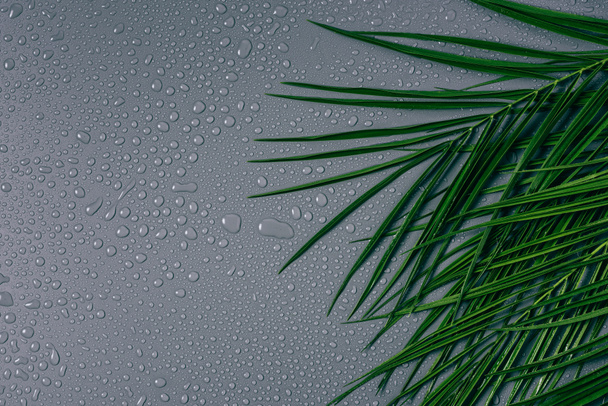 düz lay gri zemin üzerinde düzenlenmiş su damlaları ile egzotik palmiye yaprakları ile - Fotoğraf, Görsel