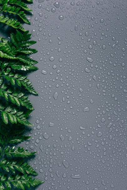 flat lay with arrangement of green fern plants with water drops on grey backdrop - Zdjęcie, obraz
