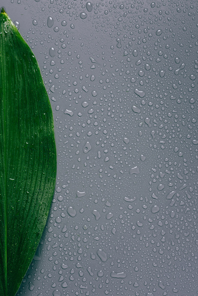 bovenaanzicht van groene blad met water druppels op de grijze achtergrond - Foto, afbeelding