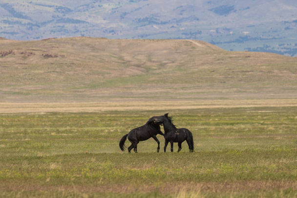 Yaz aylarında Utah çölde savaşmak yabani atı aygır çifti - Fotoğraf, Görsel