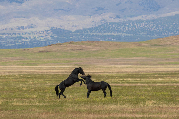 dvojice wild horse hřebců bojů v poušti Utah v létě - Fotografie, Obrázek