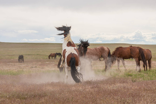 un par de sementales de caballos salvajes luchando en el desierto de Utah en verano
 - Foto, imagen