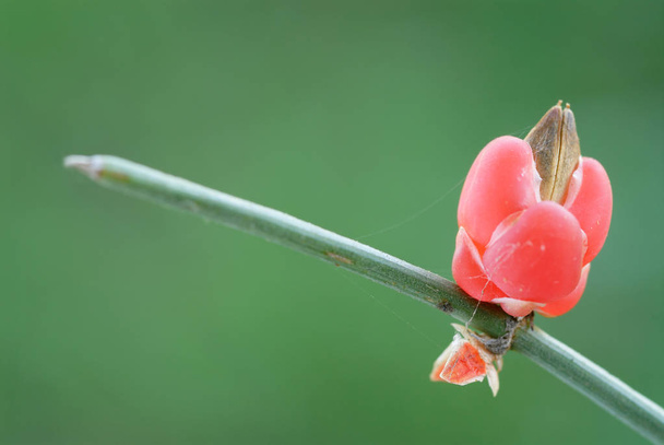 planta medicinal antigua Ephedra (Ephedra sp.
.) - Foto, Imagen