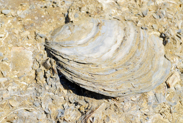 Concentrazione selettiva sull'ostrica fossile
 - Foto, immagini
