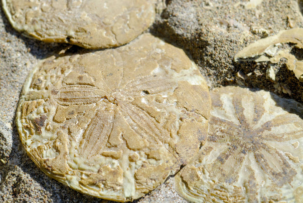 Selectieve focus op fossiele zanddollars - Foto, afbeelding