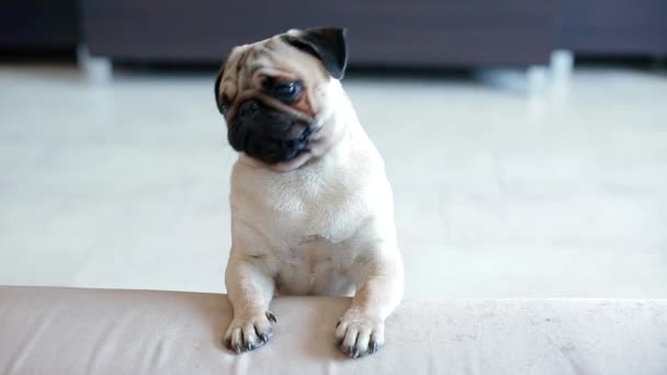 Piccolo cucciolo di carlino che cerca di salire sul divano
 - Filmati, video