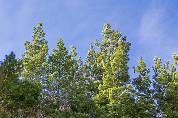 Fondo para el diseño de árboles de coníferas abeto y ramas sobre un fondo de cielo azul
 - Foto, Imagen