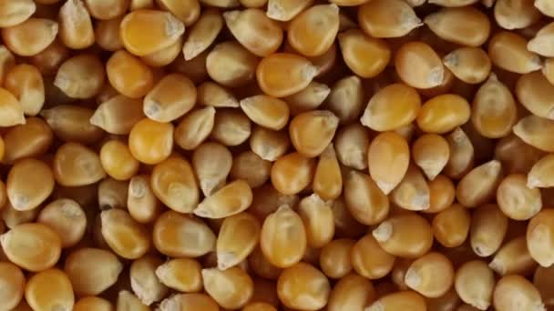 Bio kukorica kernelekkel szemek - Felvétel, videó