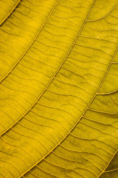 Ayrıntılı satırlar ve yüzey ile sarı yapraklar - Fotoğraf, Görsel