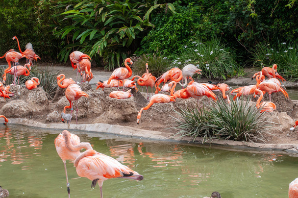 The pink flamingo or Greater flamingo is a large bird. The pink or reddish color of flamingos comes from carotenoids in their diet of animal and plant plankton.  - Photo, image