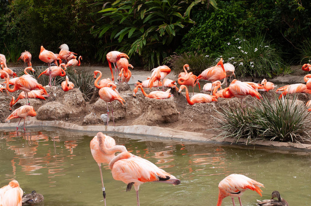 Розовый фламинго или Большой фламинго большая птица. Розовый или красный цвет фламинго происходит от каротиноидов в их рационе животного и растительного планктона
.  - Фото, изображение