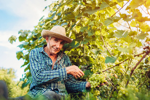 Agricultor recogiendo el cultivo de uvas en la granja ecológica. Hombre mayor cortando uvas blancas con podadora. Jardinería, concepto agrícola
 - Foto, Imagen