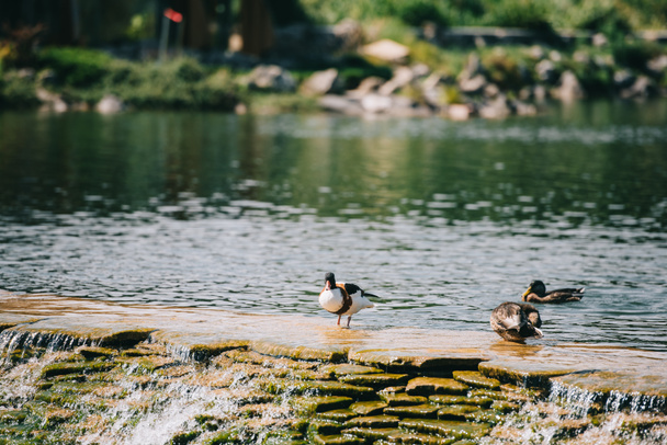 три утки сидят на плотине в реке в парке
 - Фото, изображение