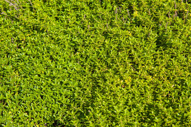 Green grass background and texture - Photo, image