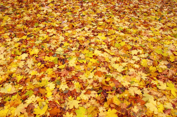 Красивые осенние листья
 - Фото, изображение