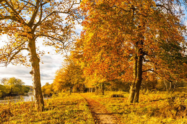 木とスコットランドの日差しの中で黄金の葉と美しい、黄金色の秋の風景 - 写真・画像