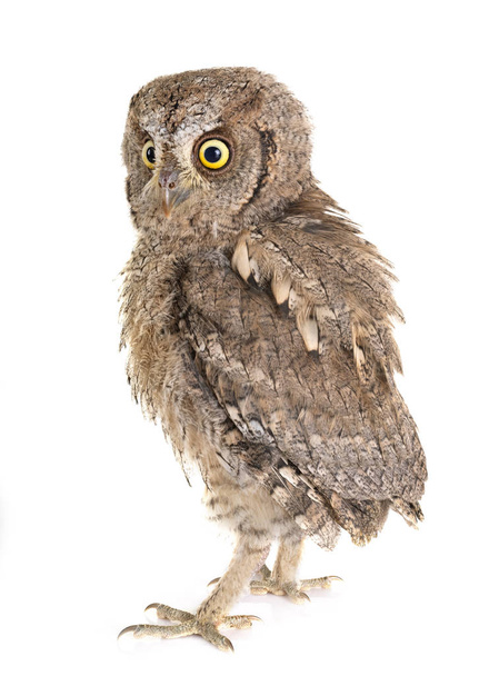 Eurasian scops owl in front of white background - Photo, image