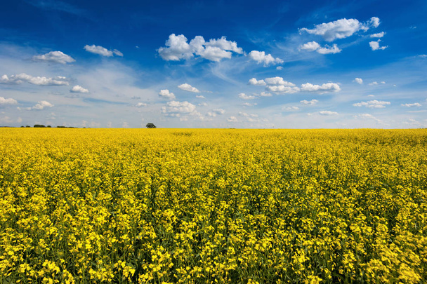 Яскраво-жовте ріпакове поле з красивим хмарним небом
 - Фото, зображення