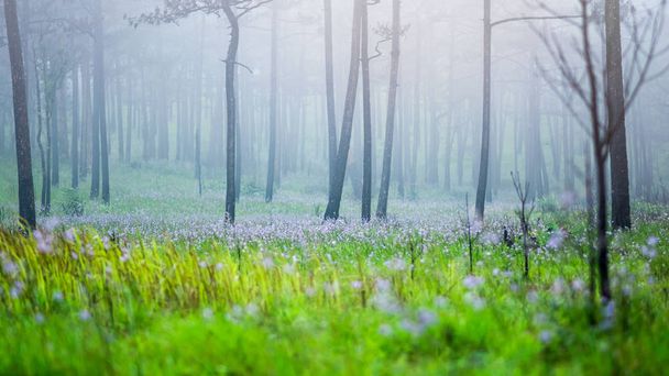 pinheiros no campo entre flor selvagem florescendo e manhã nebulosa
 - Foto, Imagem