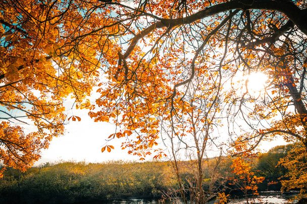 Gyönyörű, aranysárga őszi táj fákkal és arany levelek a napsütésben, Skóciában - Fotó, kép