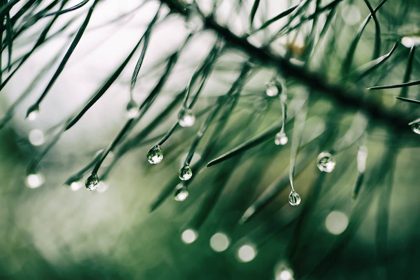 Wet pine tree - Fotoğraf, Görsel