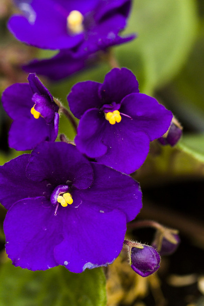 African violet - Photo, image