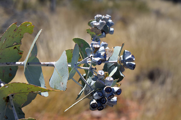 Austrália, sementes de maleita-de-folhas-azuis vulgarmente conhecidas como Warilu
 - Foto, Imagem