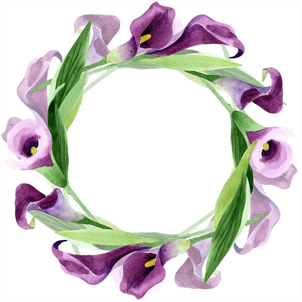 Aquarell violette Callas Blume. Blütenbotanische Blume. Rahmen Rand Ornament Quadrat. - Foto, Bild