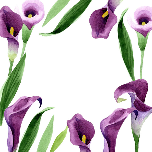 Akwarela callas fioletowy kwiat. Botaniczny kwiat kwiatowy. Ramki granicznej ornament square. - Zdjęcie, obraz