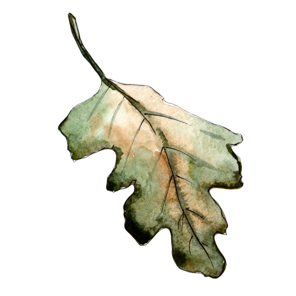 Осенний лист зеленого дуба. Цветочная листва ботанического сада. Изолированный элемент иллюстрации
. - Фото, изображение