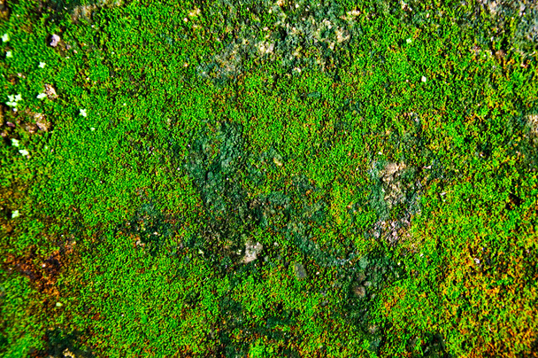 La textura del musgo
 - Foto, imagen