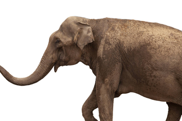African Elephant isolated on a white background - Photo, Image