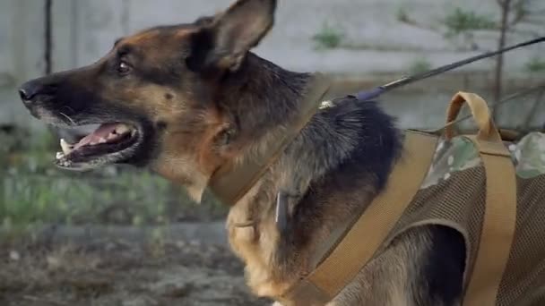 Sheepdog. A trained shepherd for the police - Video