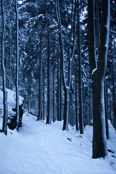 Заснеженная тропа в темном лесу
 - Фото, изображение