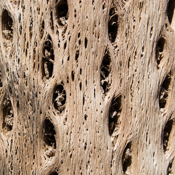 Kakteenholz Textur selektiver Fokus - Foto, Bild