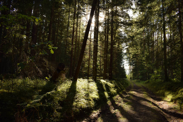 Nap áttörve a fák az erdő - Fotó, kép
