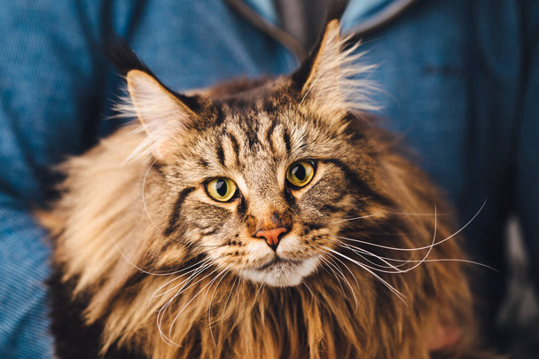 Maine Coon cat, close-up view - Photo, Image