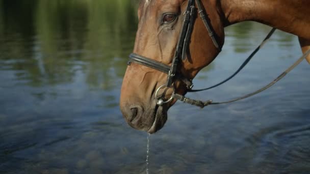 MOCIÓN LENTA, CERRAR, DOF: Hermosa gelding marrón sorbiendo agua refrescante de lecho de río cristalino en el caluroso día de verano soleado. Gotas de agua cayendo del hocico del caballo al beber del río
 - Metraje, vídeo