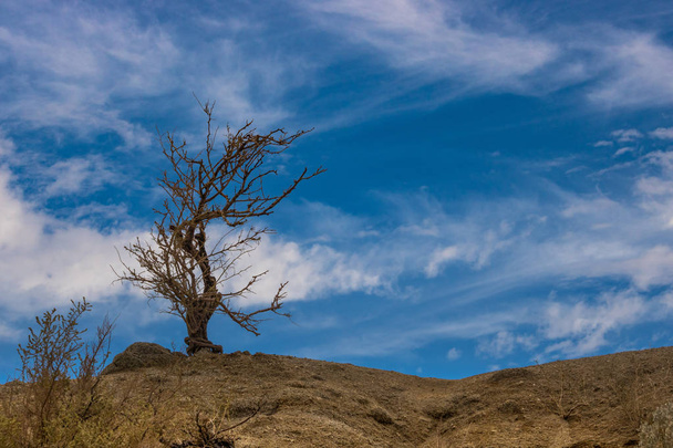 Stark silhouette albero scheletrico colpisce contro il cielo profondo deserto blu con nuvole bianche appollaiate in cima alla collina
 - Foto, immagini