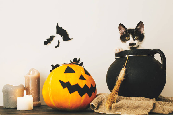 mignon chaton assis dans le chaudron de sorcière avec Jack o lanterne citrouille avec des bougies, balai et chauves-souris, fantômes sur fond effrayant. Joyeux Halloween concept. image atmosphérique
 - Photo, image