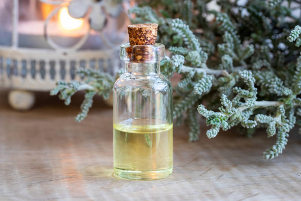 Una botella de aceite esencial con planta fresca de Santolina chamaecyparissus
 - Foto, imagen